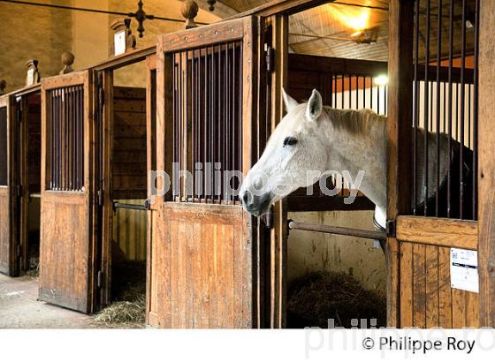 ECURIE LARRIEU,  HARAS NATIONAUX, TARBES, BIGORRE, HAUTES-PYRENEES. (65F02214.jpg)