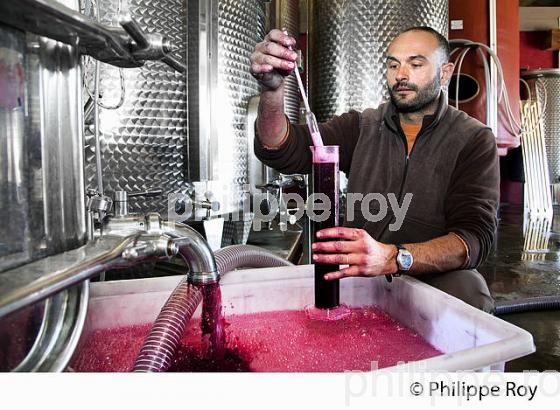 LAURENT PRATS, VITICULTEUR , DOMAINE SERRE ROMANI, IGP COTES CATALANES, RIVESALTES, ROUSSILLON, CATALOGNE. (66F00127.jpg)