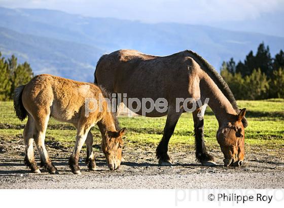 ELEVAGE DE CHEVAUX DE TRAIT, FONT-ROMEU,   CERDAGNE, ROUSSILLON, CATALOGNE, PYRENEES ORIENTALES. (66F01316.jpg)