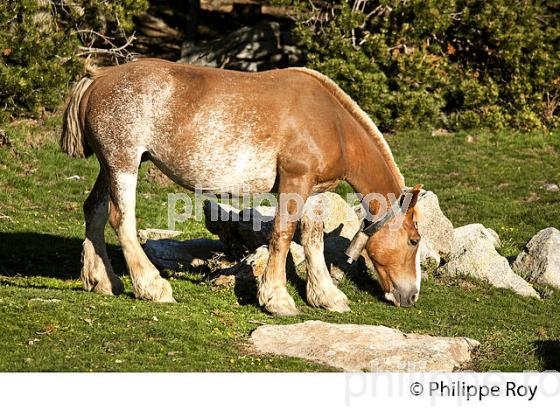 ELEVAGE DE CHEVAUX DE TRAIT, FONT-ROMEU,   CERDAGNE, ROUSSILLON, CATALOGNE, PYRENEES ORIENTALES. (66F01317.jpg)