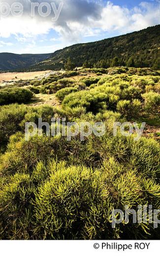 VALLEE D' ANGOUSTRINE, MASSIF DU CARLIT,  CERDAGNE, ROUSSILLON, CATALOGNE, PYRENEES ORIENTALES. (66F01812.jpg)