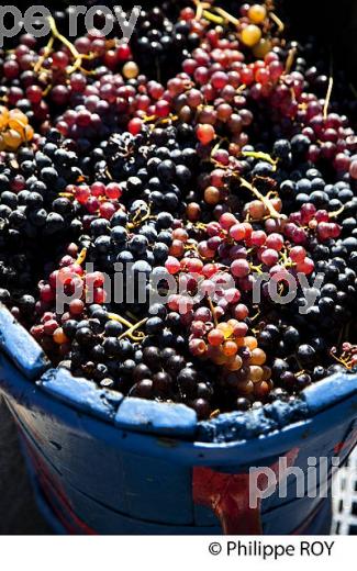 FETE  DES VENDANGES, VILLE DE  BANYULS-SUR-MER,  COTE VERMEILLE, ROUSSILLON, CATALOGNE. (66F02139.jpg)