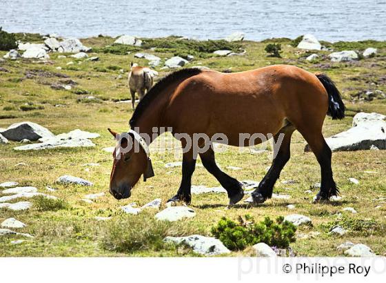 CHEVAUX, LAC LLAT, LES ETANGS DU  MASSIF DU CARLIT,  CERDAGNE, ROUSSILLON (66F03408.jpg)