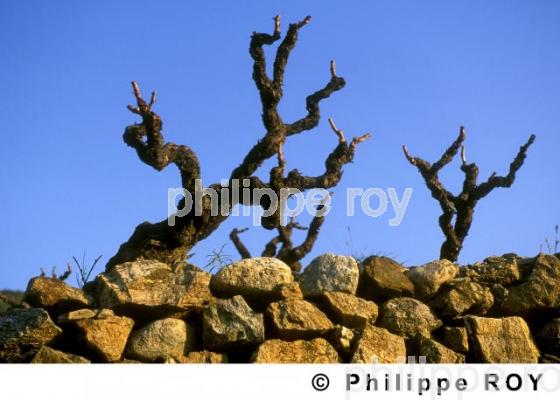 Vignoble du Roussillon (66V00115.jpg)