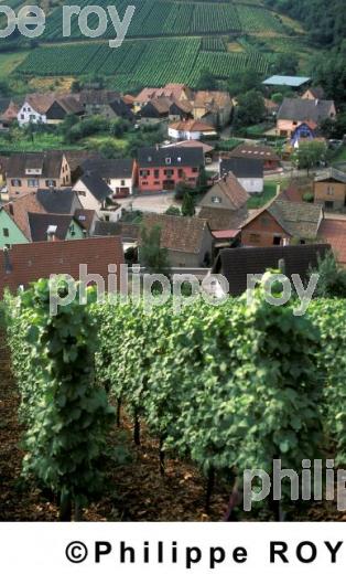 Vignoble d'Alsace (68V00104.jpg)