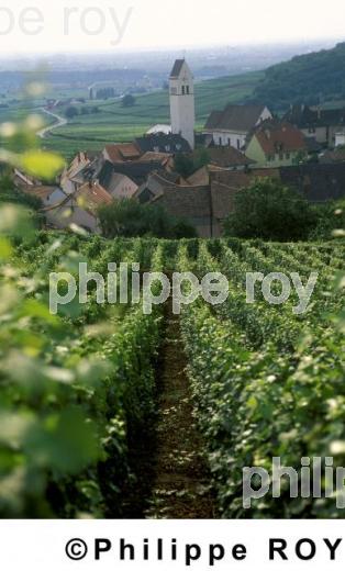 Vignoble d'Alsace (68V00106.jpg)