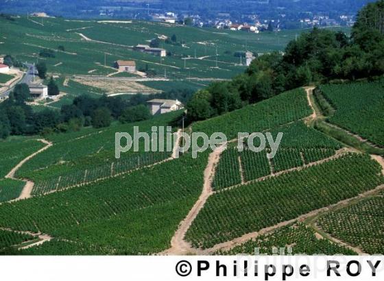 Le vignoble du Beaujolais (69V00123.jpg)