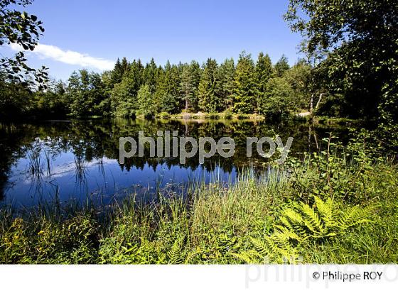 PLATEAU DES MILLE ETANGS, VOSGES, HAUTE-SAONE, FRANCE (70F01220.jpg)