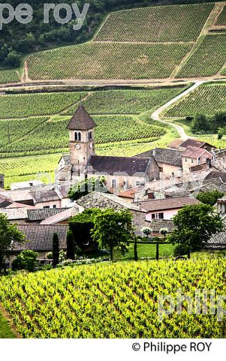 VIGNOBLE POUILLY FUISSE ET VILLAGE DE SOLUTRE POUILLY, ROUTE LAMARTINE, MACONNAIS, BOURGOGNE. (71F00426.jpg)