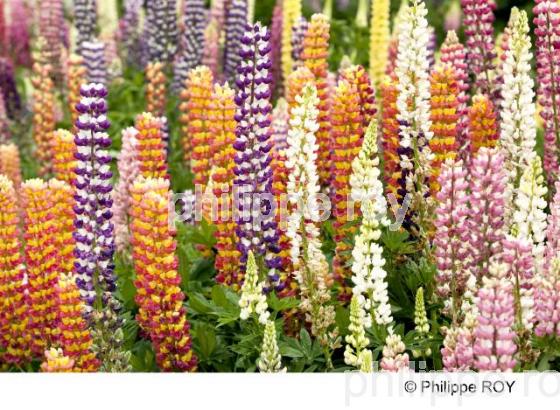 Lupin - Alpes (73F00138.jpg)