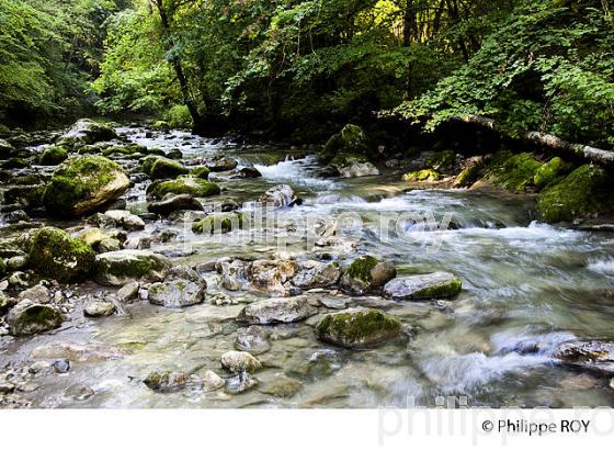 FORET DU LINDAR, PARC DU MASSIF DES BAUGES, SAVOIE, FRANCE (73F01137.jpg)