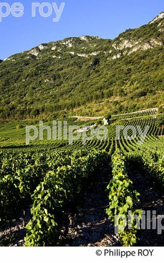 VIGNOBLE DE SAVOIE, CRU CHIGNIN, COMBE DE SAVOIE (73F01426.jpg)
