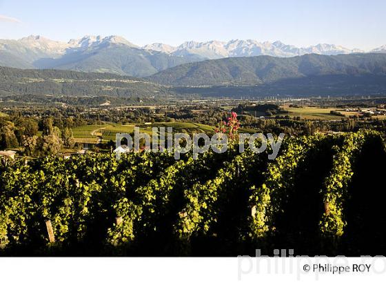 VIGNOBLE DE SAVOIE, CRU CHIGNIN, COMBE DE SAVOIE (73F01438.jpg)