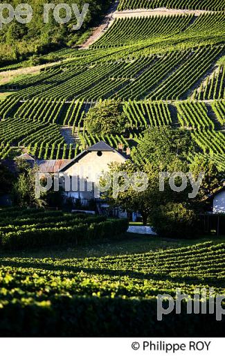 VIGNOBLE DE SAVOIE, CRU CHIGNIN, COMBE DE SAVOIE (73F01504.jpg)