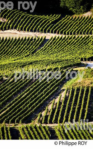 VIGNOBLE DE SAVOIE, CRU CHIGNIN, COMBE DE SAVOIE (73F01505.jpg)