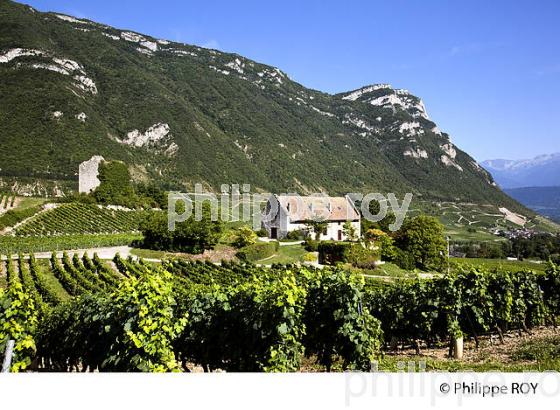 VIGNOBLE DE SAVOIE, CRU CHIGNIN, COMBE DE SAVOIE (73F01517.jpg)