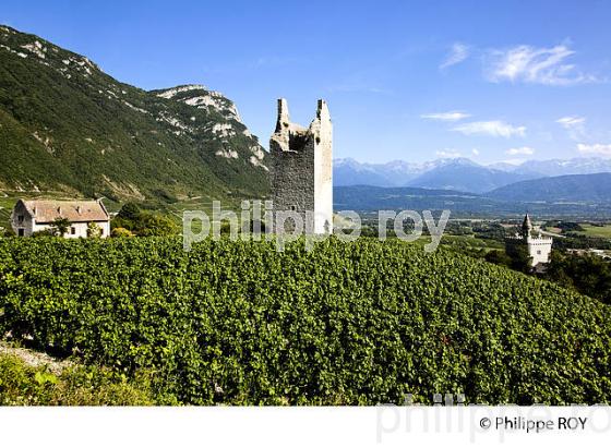 VIGNOBLE DE SAVOIE, CRU CHIGNIN, COMBE DE SAVOIE (73F01521.jpg)