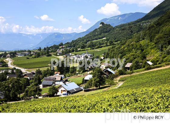 VIGNOBLE DE SAVOIE, CRU SAINT JEAN LA PORTE, COMBE DE SAVOIE (73F01607.jpg)