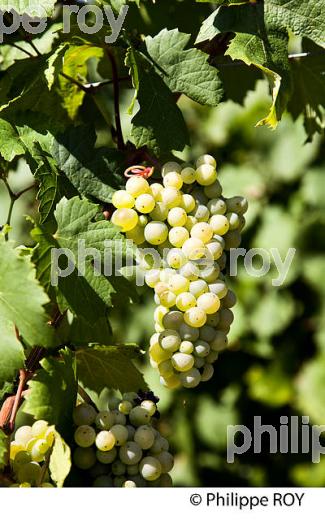 CEPAGE ROUSSANNE, VIGNOBLE DE SAVOIE (73F01627.jpg)