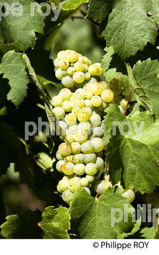CEPAGE ROUSSANNE, VIGNOBLE DE SAVOIE (73F01628.jpg)