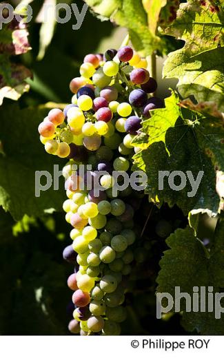 CEPAGE MONDEUSE, VIGNOBLE DE SAVOIE (73F01629.jpg)
