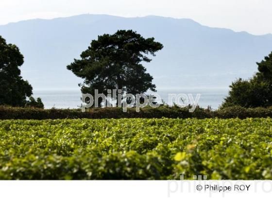 Le vignoble de Savoie (74F00727.jpg)