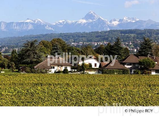 VIGNES, CHATEAU  RIPAILLE, CHABLAIS, THONON, HAUTE-SAVOIE, FRANCE (74F02016.jpg)