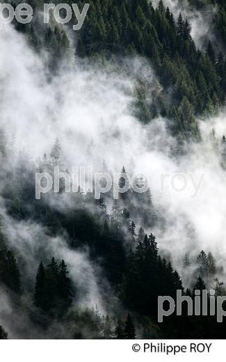 FORET DANS LA BRUME, VALLEE DE CHAMONIX, HAUTE-SAVOIE, FRANCE (74F03017.jpg)