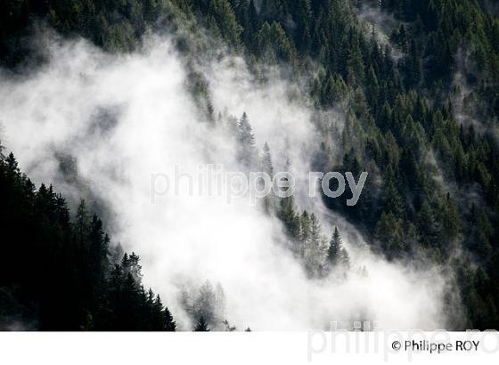 FORET DANS LA BRUME, VALLEE DE CHAMONIX, HAUTE-SAVOIE, FRANCE (74F03020.jpg)