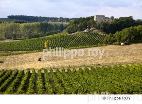 Vignoble de Gaillac - Tarn (81V00133.jpg)