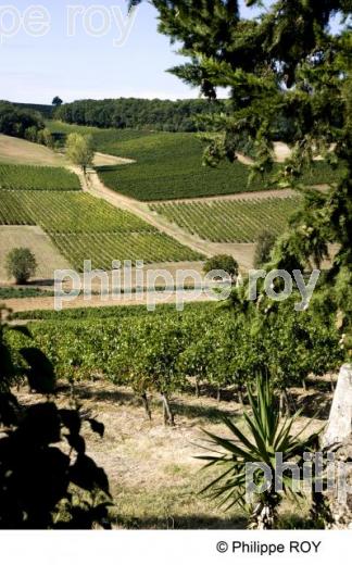 Vignoble de Gaillac - Tarn (81V00135.jpg)