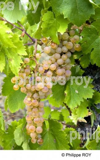 Vignoble de Gaillac - Tarn (81V00201.jpg)