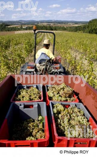 Vignoble de Gaillac - Tarn (81V00318.jpg)