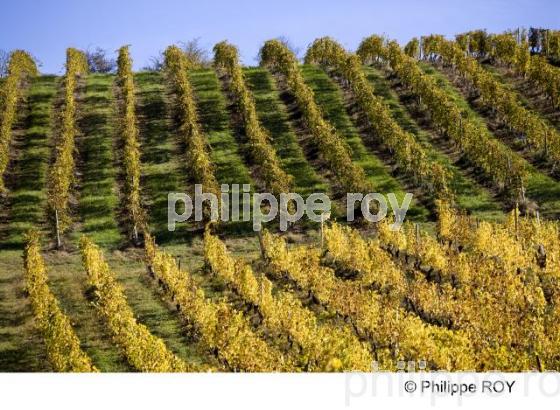 Le Vignoble du Tarn - Tarn et Garonne (82F01036.jpg)