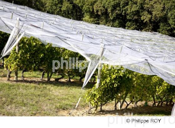 Le Vignoble du Tarn - Tarn et Garonne (82F01103.jpg)