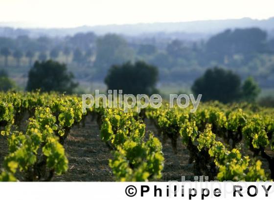 Vignoble de provence (83V00101.jpg)