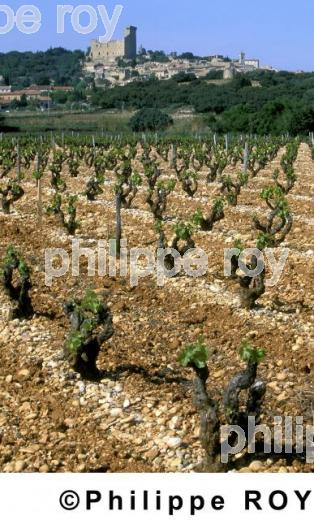 Vignoble de Ctes du Rhne (84V00102.jpg)