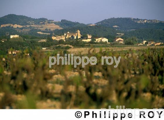 Vignoble de Ctes du Rhne (84V00218.jpg)