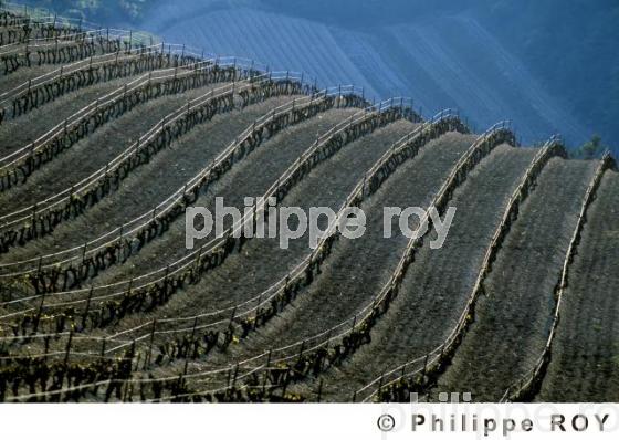 Vignoble des ctes du Rhne (84V00223.jpg)