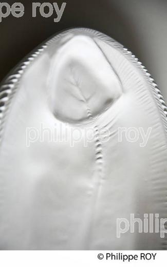 SYLVIE COQUET, CREATRICE, PORCELAINE DE LIMOGES, ATELIER  FEELING'S,  HAUTE-VIENNE, LIMOUSIN. (87F00313.jpg)