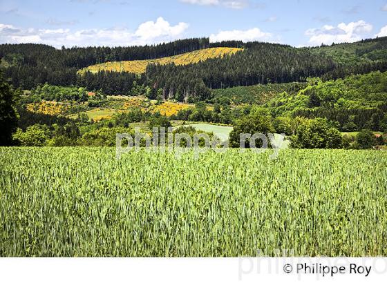 PAYSAGE FORESTIER , PLATEAU DE MILLEVACHES, COMMUNE DE NEDDE, HAUTE VIENNE, LIMOUSIN. (87F02211.jpg)