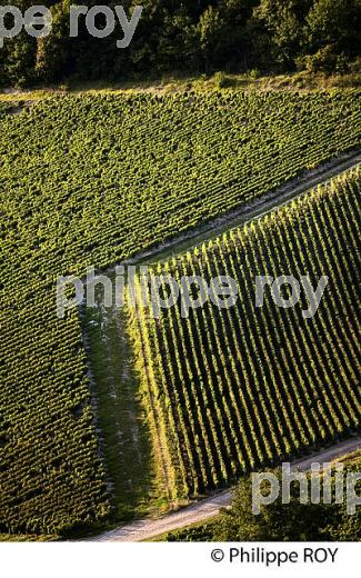 VIGNOBLE  AOC CHABLIS,  COLLINE DES GRANDS CRUS, COMMUNE DE CHABLIS, YONNE, BOURGOGNE . (89F01624.jpg)