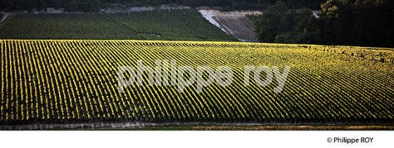 VIGNOBLE  AOC CHABLIS,  COLLINE DES GRANDS CRUS, COMMUNE DE CHABLIS, YONNE, BOURGOGNE . (89F01634.jpg)