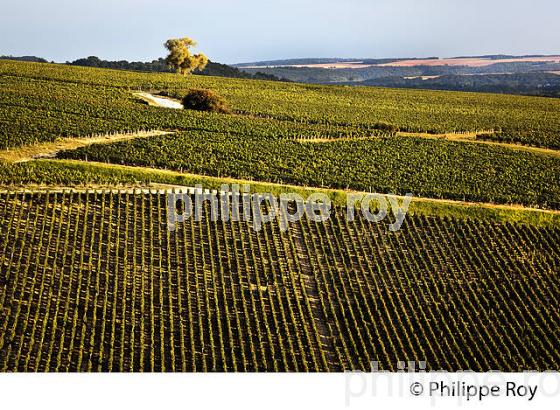 COTEAU  GRAND CRU BLANCHOT, VIGNOBLE , AOC CHABLIS, COLLINE DES GRANDS CRUS, COMMUNE DE CHABLIS, YONNE, BOURGOGNE . (89F01638.jpg)