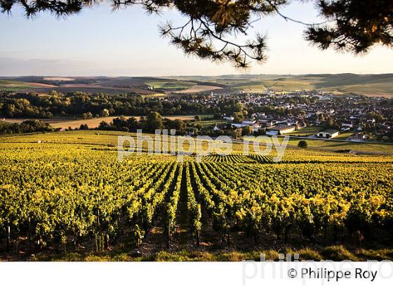COTEAU LES CLOS , VIGNOBLE  AOC CHABLIS,   COLLINE DES GRANDS CRUS, ET VILLAGE DE CHABLIS, YONNE, BOURGOGNE . (89F01705.jpg)