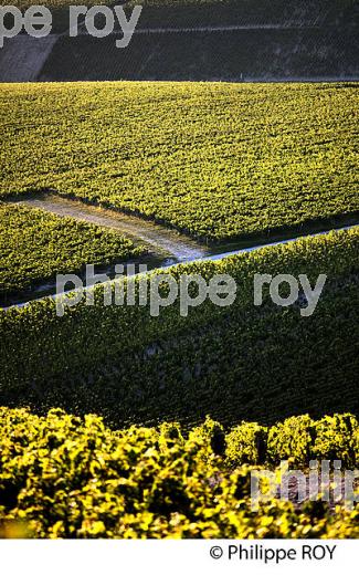 VIGNOBLE  AOC CHABLIS,  COLLINE DES GRANDS CRUS, COMMUNE DE CHABLIS, YONNE, BOURGOGNE . (89F01720.jpg)