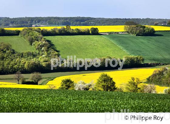 PAYSAGE AGRICOLE DES COLLINES DE  LA PUISAYE AU PRINTEMPS, YONNE, BOURGOGNE. (89F02217.jpg)