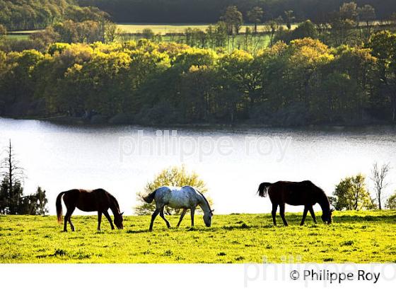 CHEVAUX ET LAC DU BOURDON , LES  COLLINES DE  LA PUISAYE, YONNE, BOURGOGNE. (89F02227.jpg)