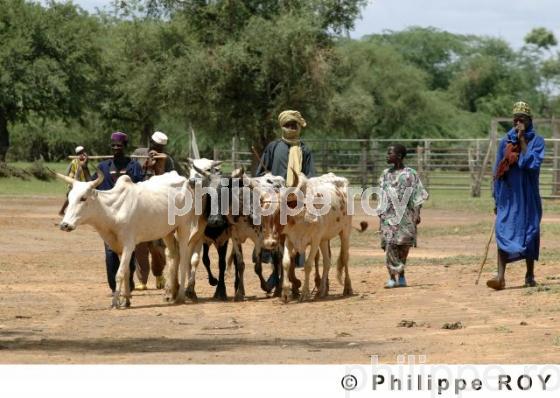 Gorom Gorom - Burkina Faso (BF001432.jpg)