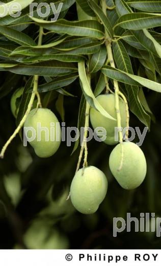 Boukoumb - Bnin (BJ000129.jpg)